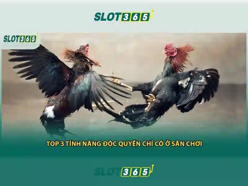 giải pháp Slot365